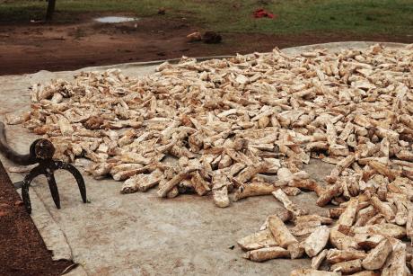 Cassava is dried and preserved for food 