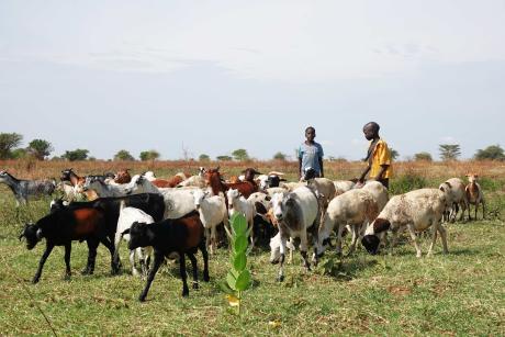 Children rearing sheep